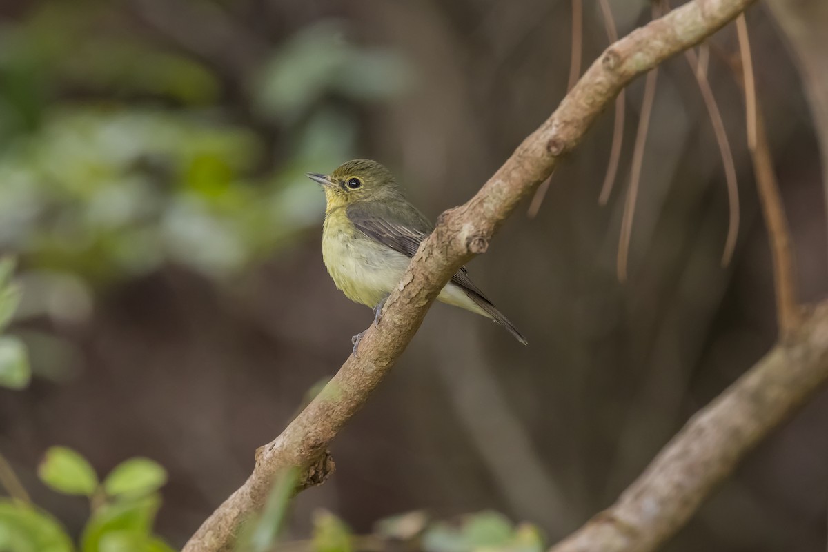 Ryukyu Flycatcher - Hugo Cobos