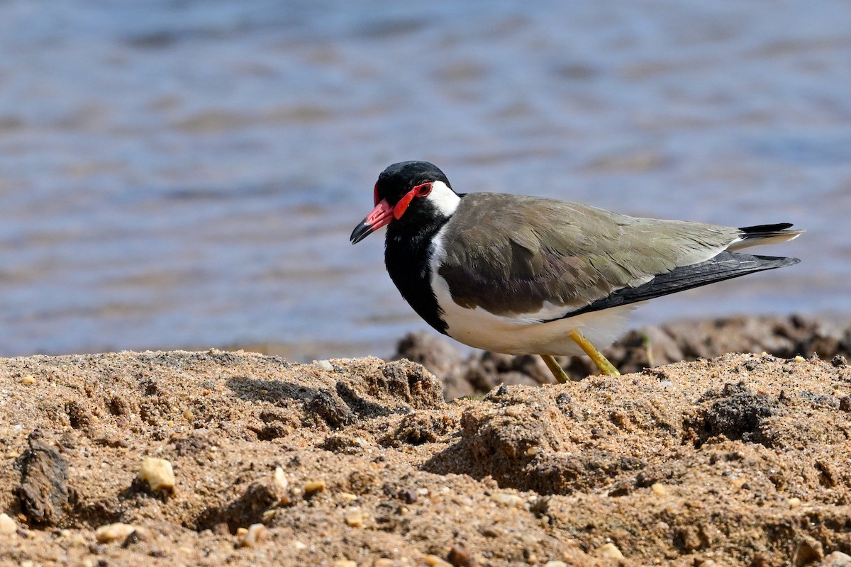 Red-wattled Lapwing - ML614593241