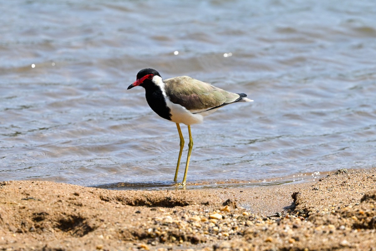 Red-wattled Lapwing - ML614593242