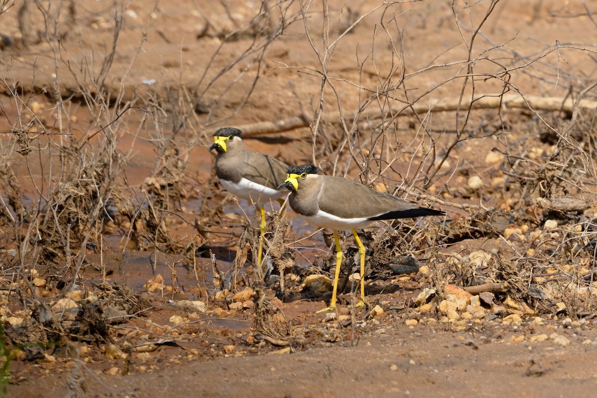 Yellow-wattled Lapwing - Denis Neukomm