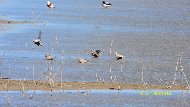 Ganga unibande - ML614593250