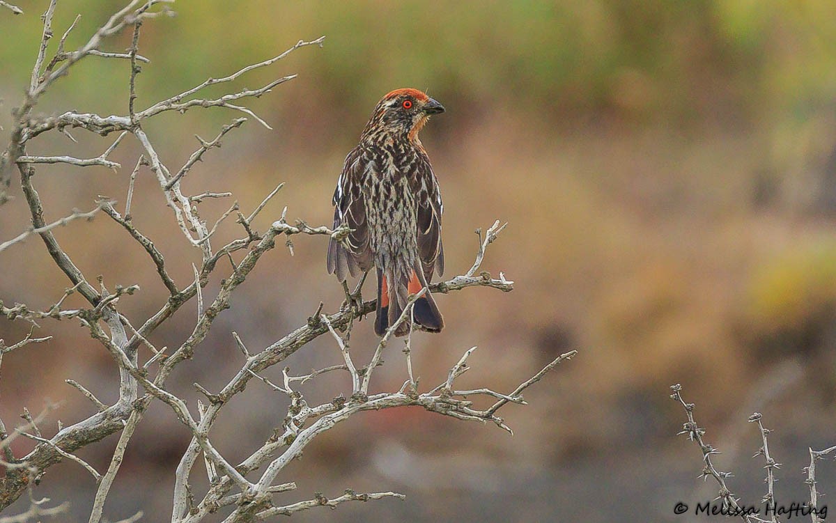 Rufous-tailed Plantcutter - Melissa Hafting