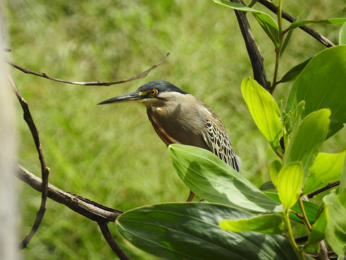 Striated Heron - ML614593308