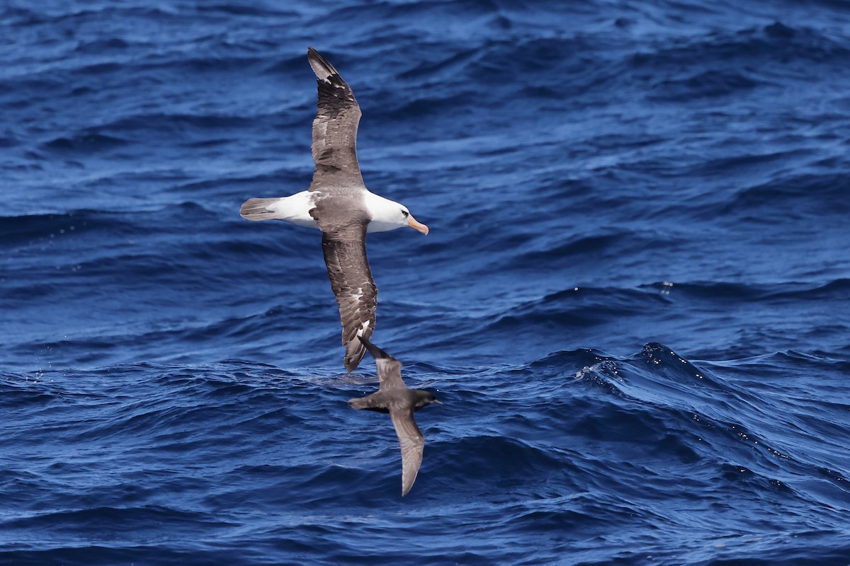 Albatros à sourcils noirs (impavida) - ML614593321