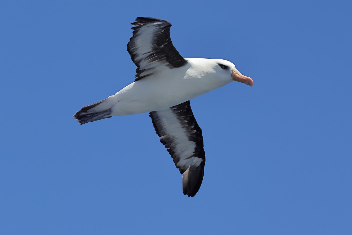 albatros černobrvý (ssp. impavida) - ML614593322