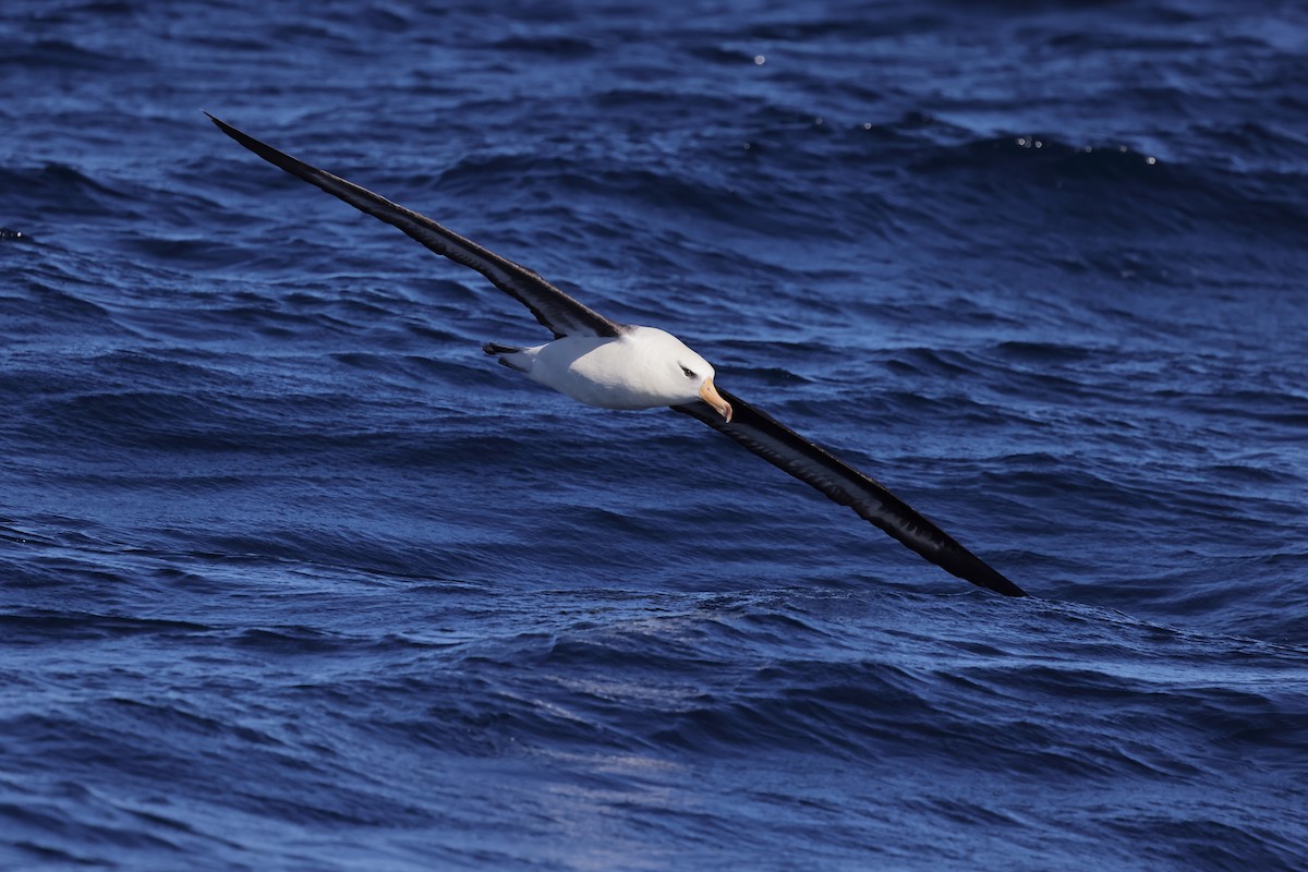 Kara Kaşlı Albatros (impavida) - ML614593323
