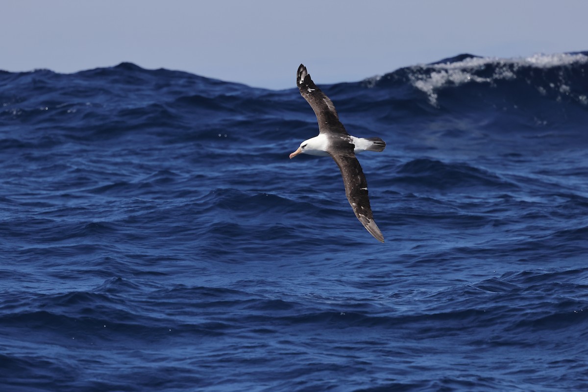 Black-browed Albatross (Campbell) - ML614593324