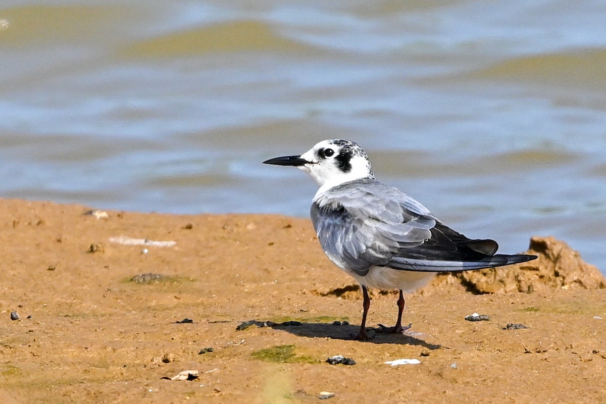 White-winged Tern - ML614593325