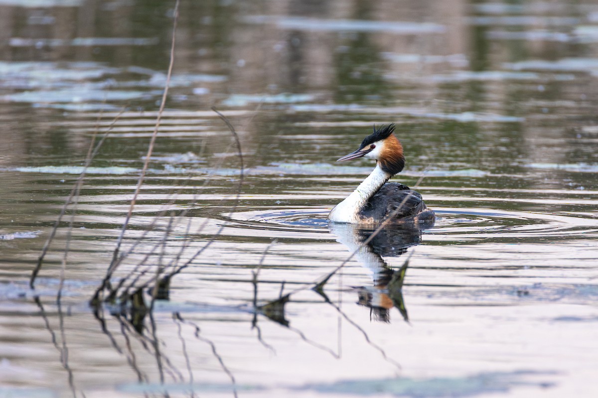 Great Crested Grebe - ML614593339