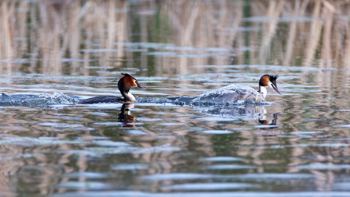 Great Crested Grebe - ML614593341