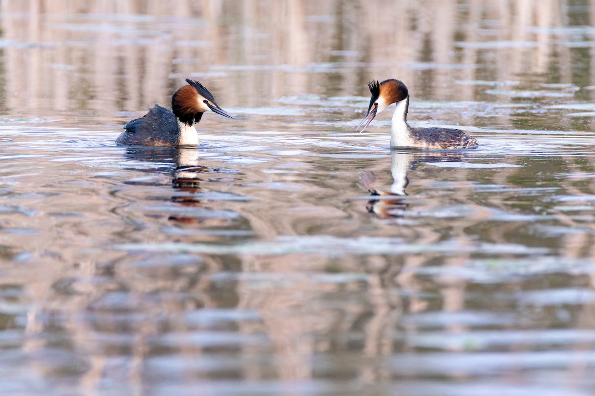 Great Crested Grebe - ML614593342