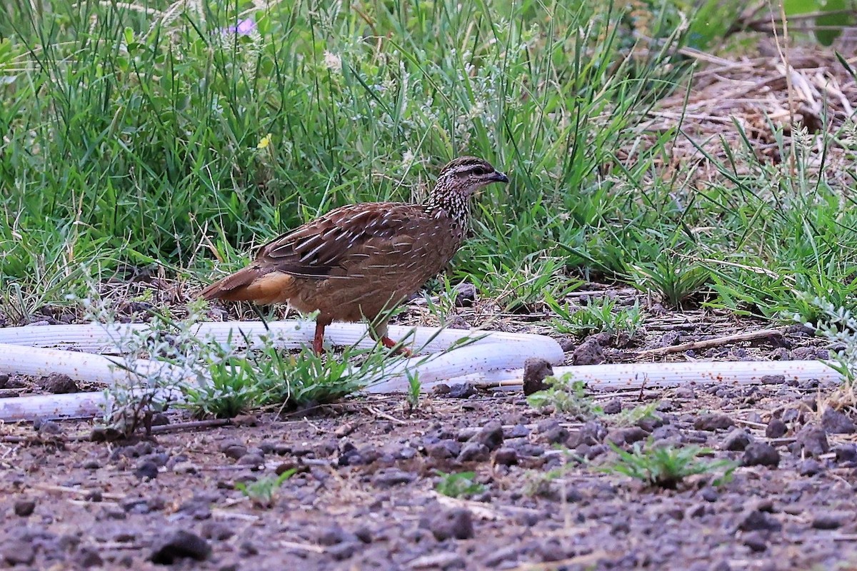 Crested Francolin - ML614593403