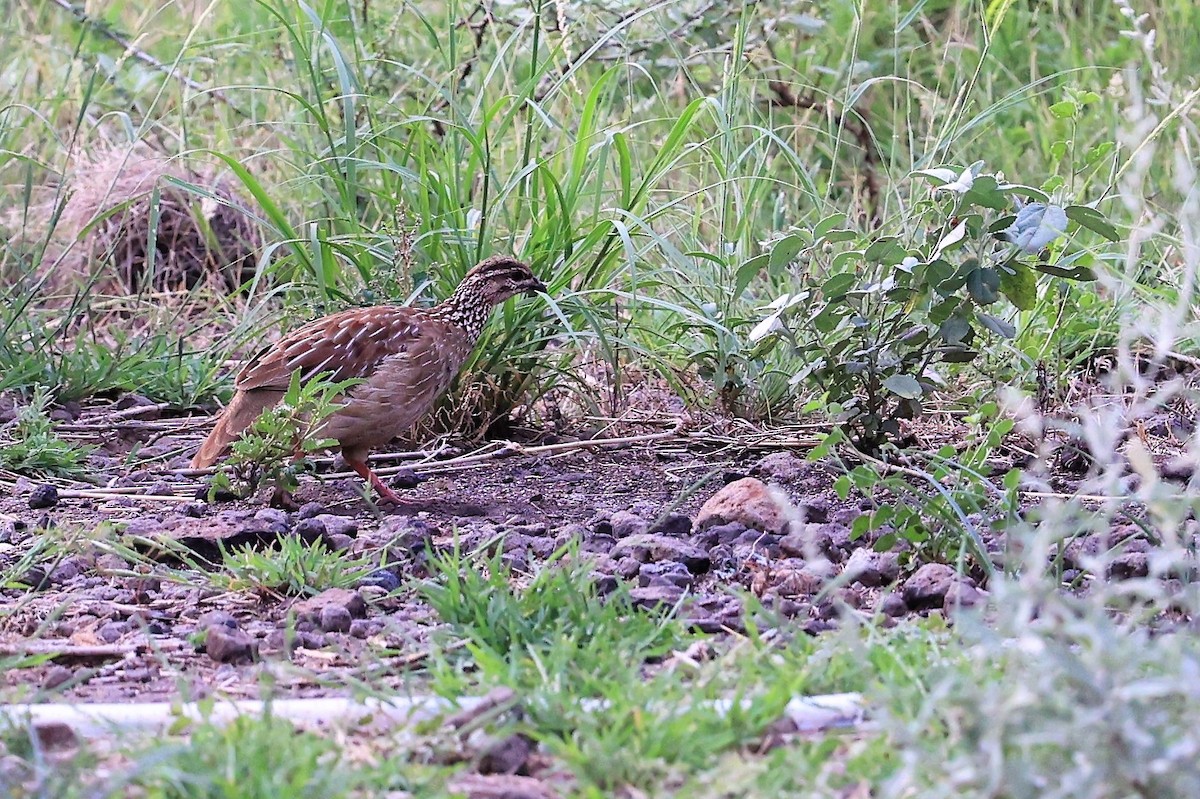 Crested Francolin - ML614593404