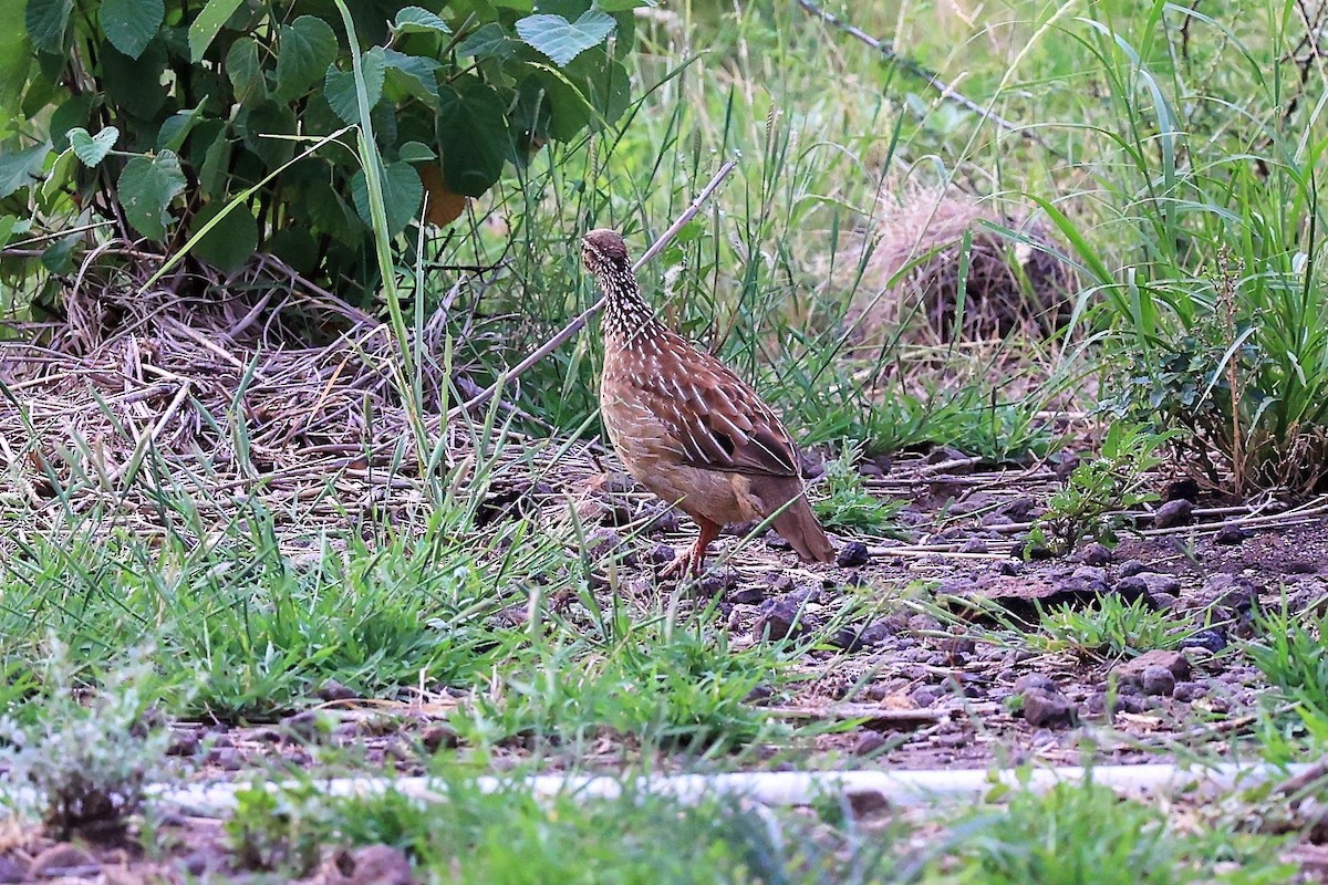 Crested Francolin - Jian-Long(建龍) WU(吳)