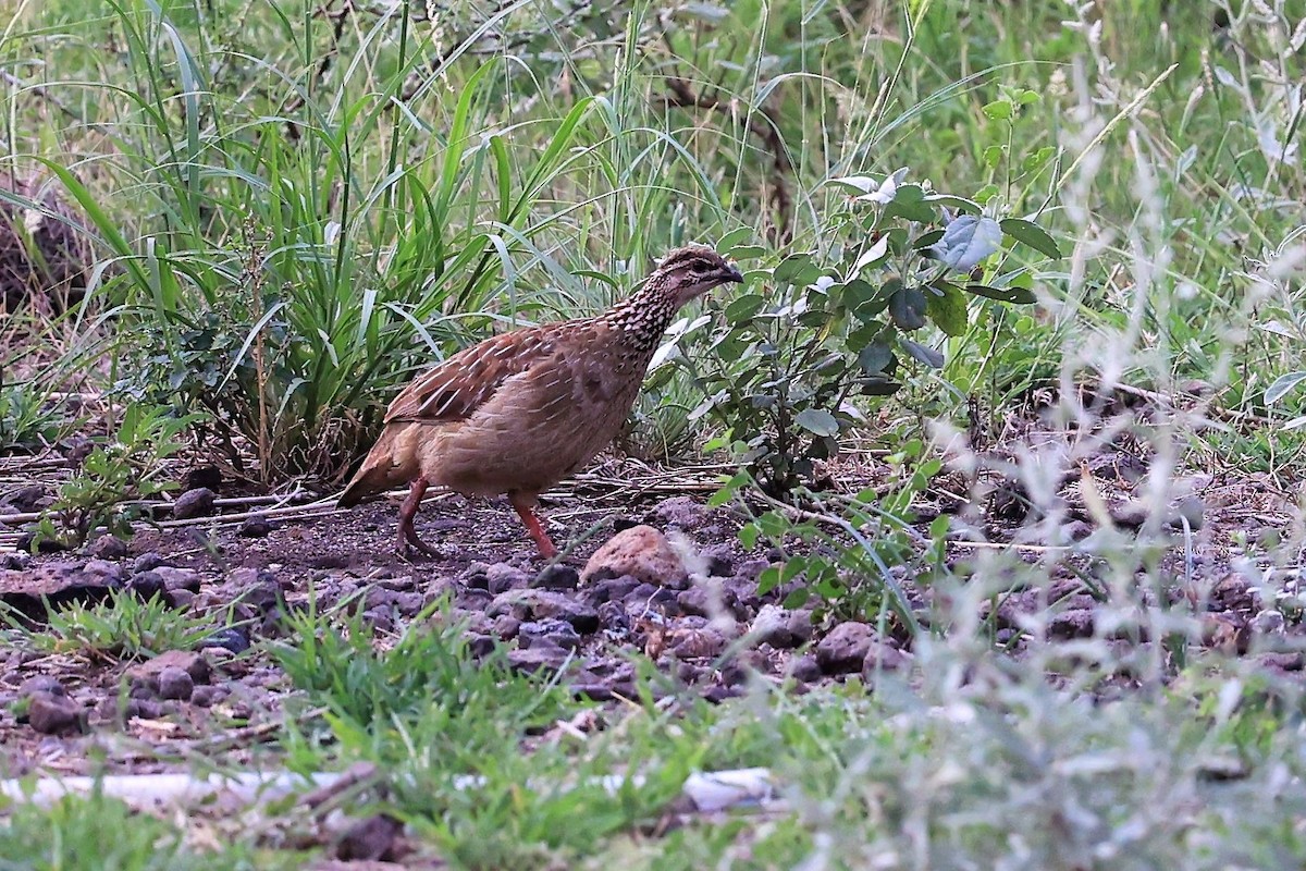 Crested Francolin - ML614593406