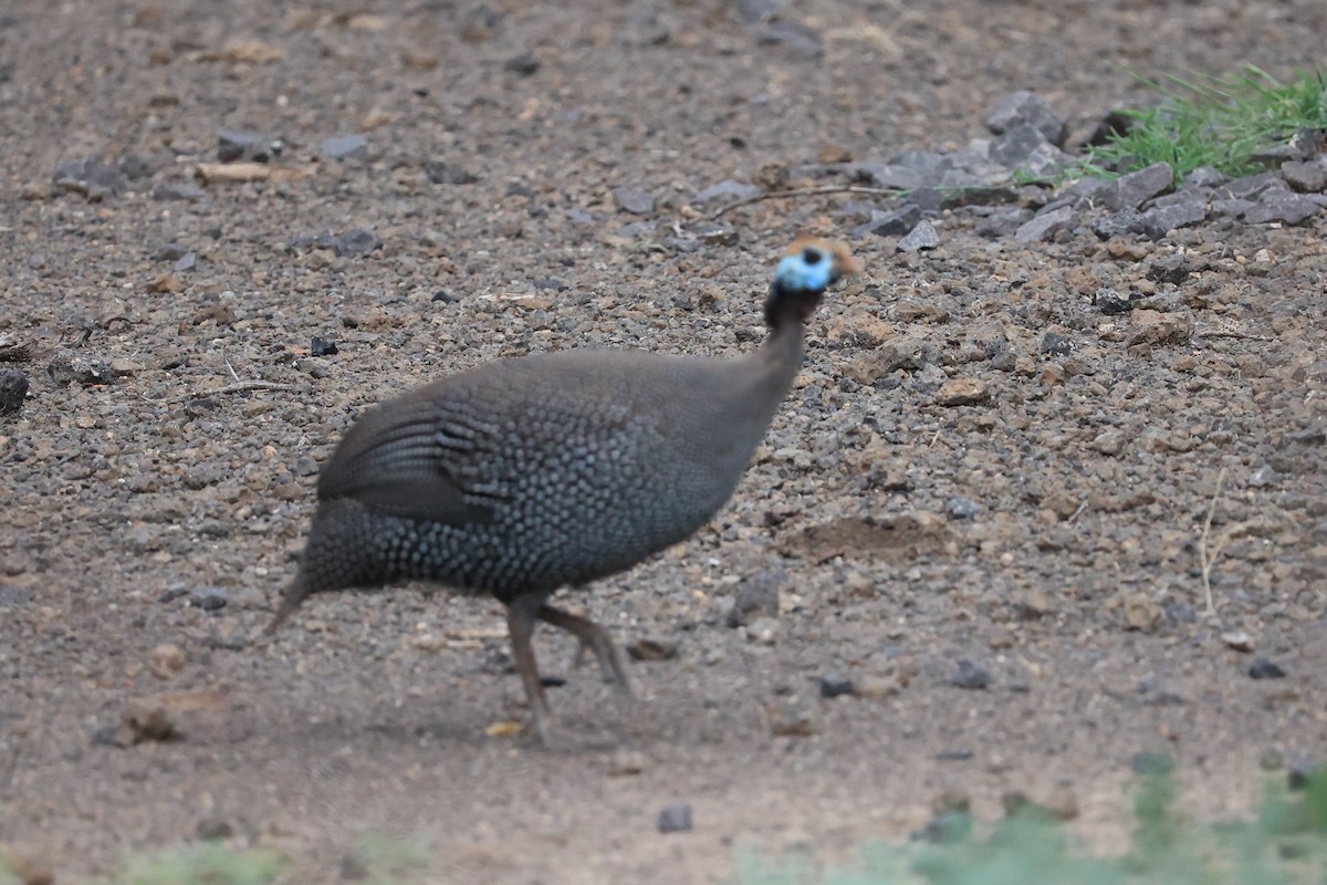 Helmeted Guineafowl - Jian-Long(建龍) WU(吳)