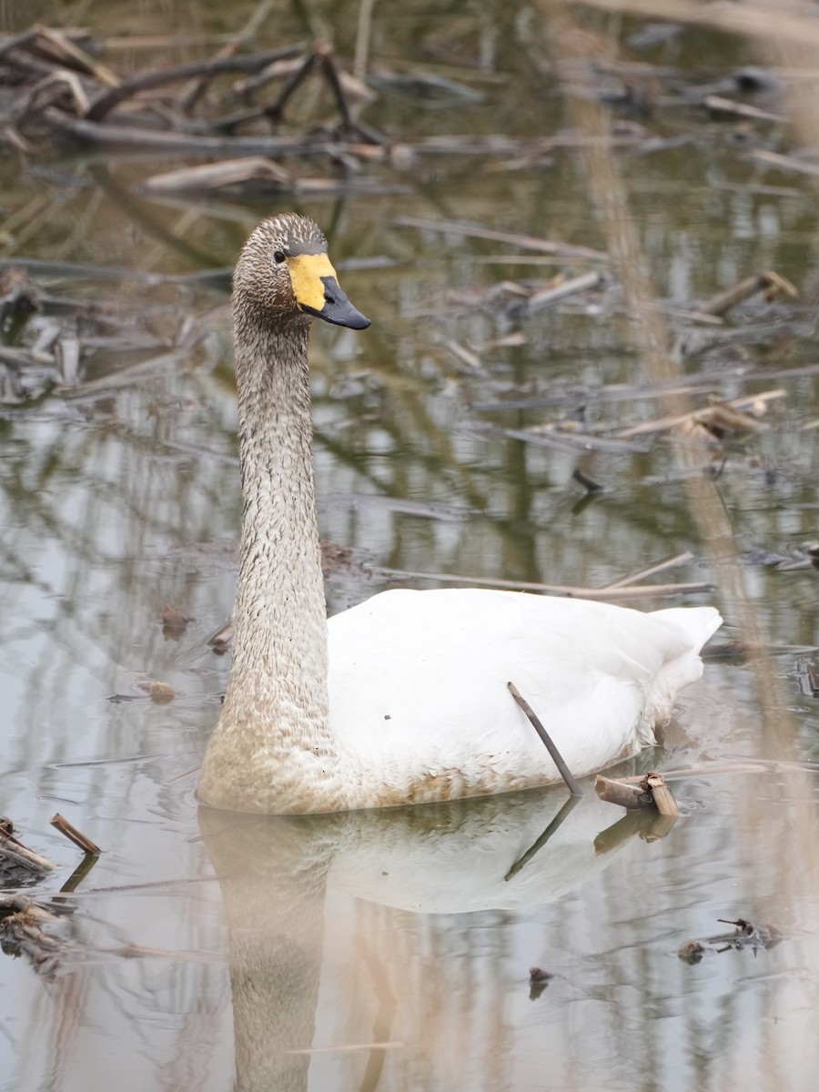 Whooper Swan - ML614593510