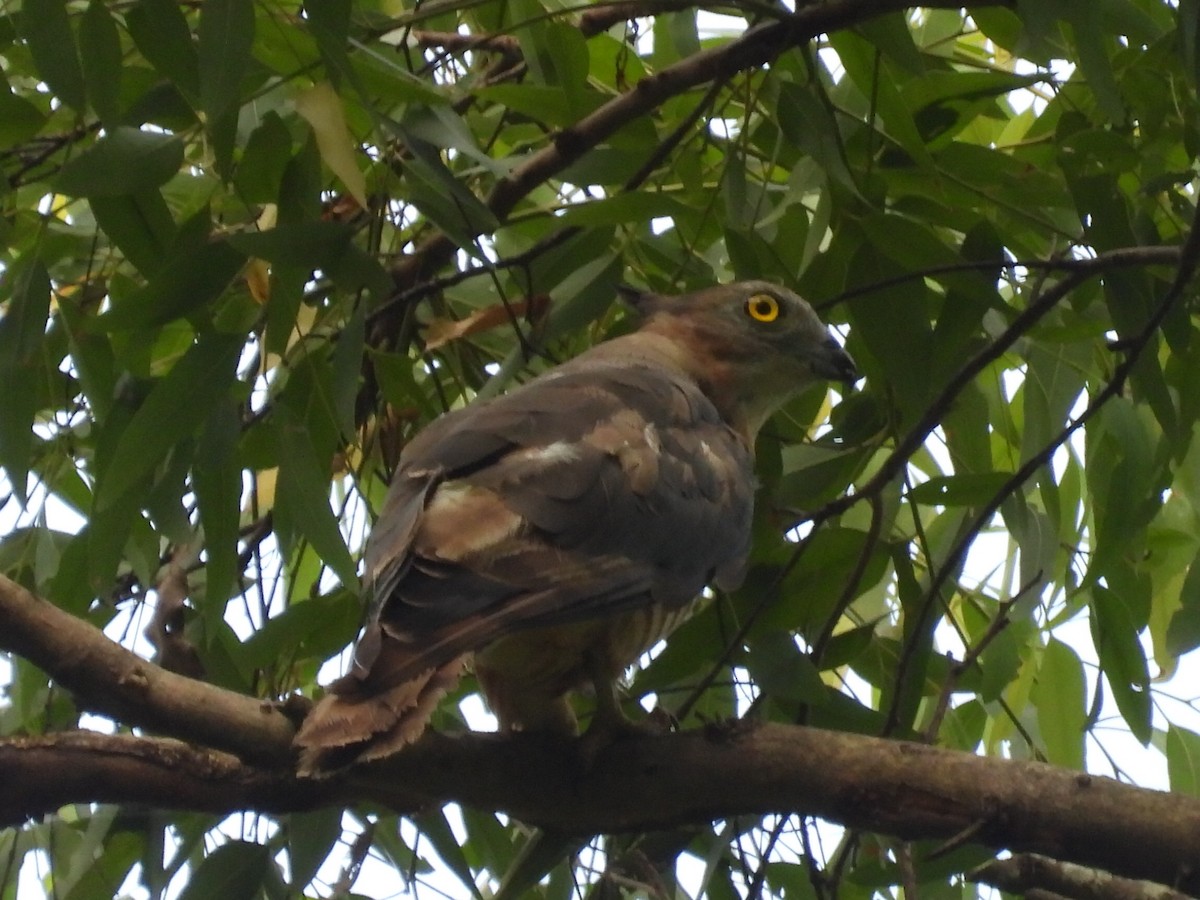 Pacific Baza - ML614593522