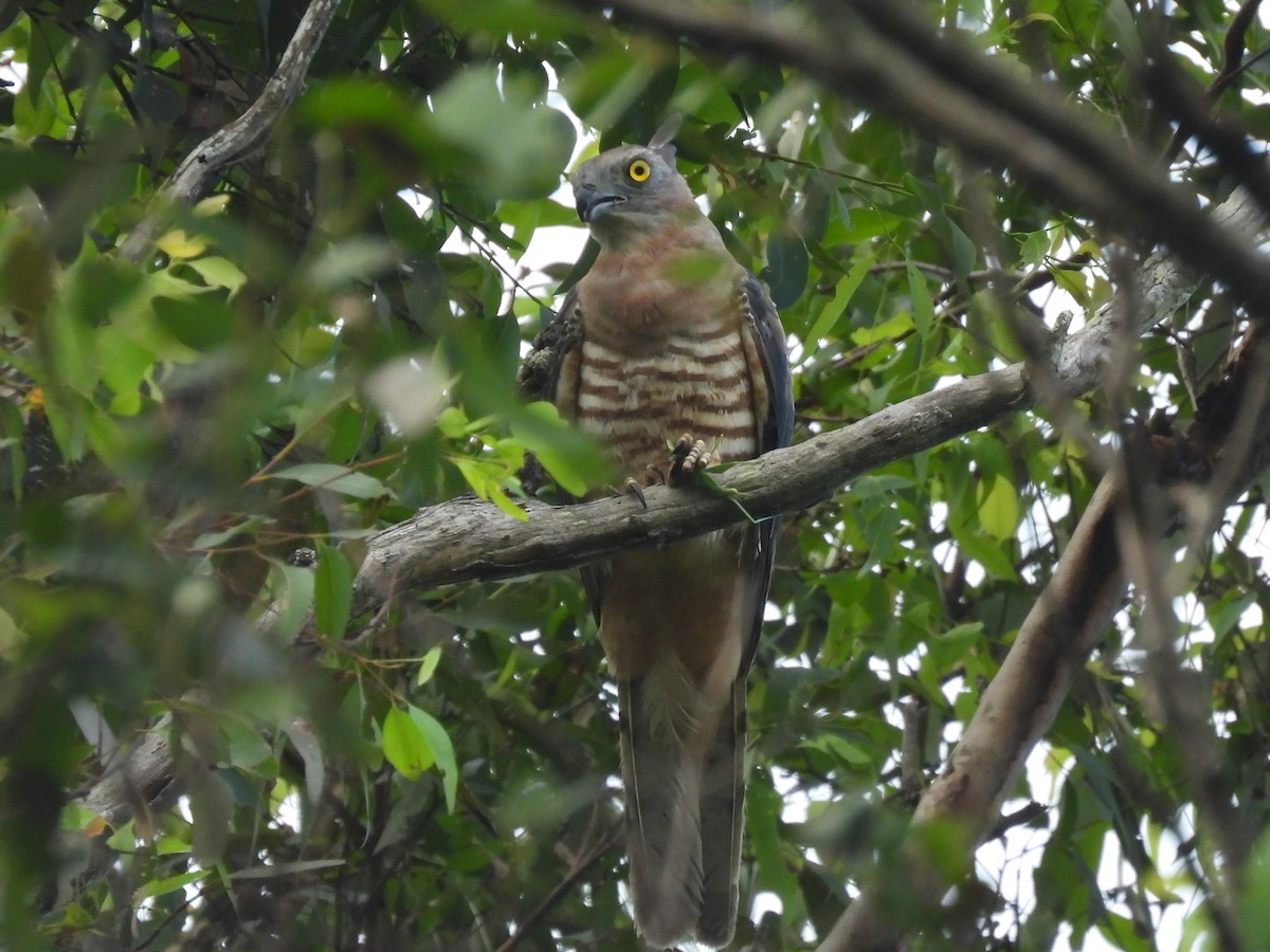 Pacific Baza - ML614593525