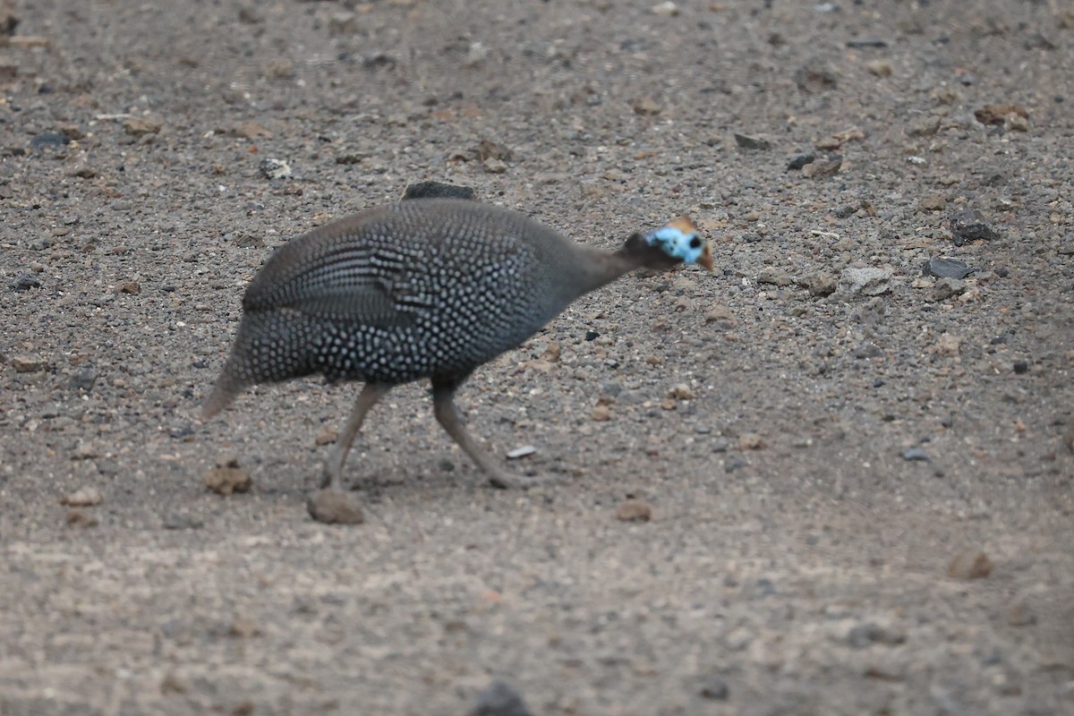 Helmeted Guineafowl - ML614593528