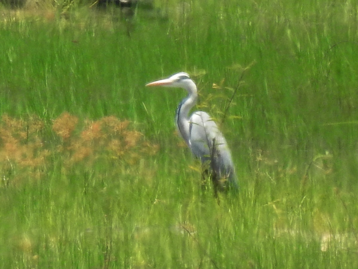 Gray Heron - ML614593556