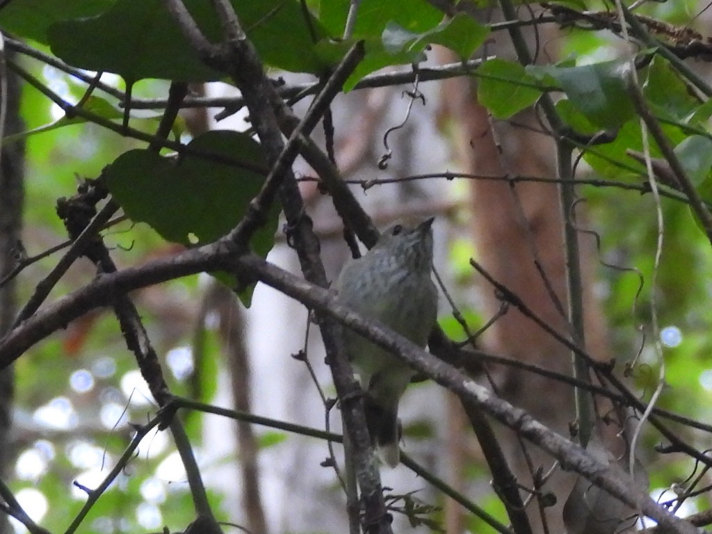 Brown Thornbill - ML614593580