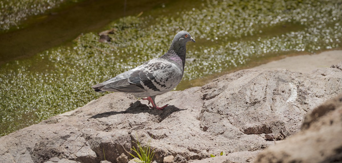 Rock Pigeon (Feral Pigeon) - ML614593676