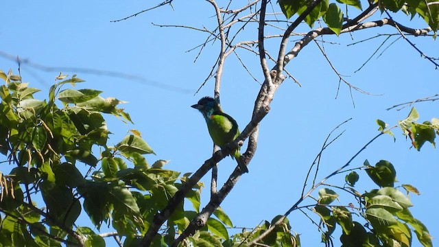 Mavi Boğazlı Barbet - ML614593699