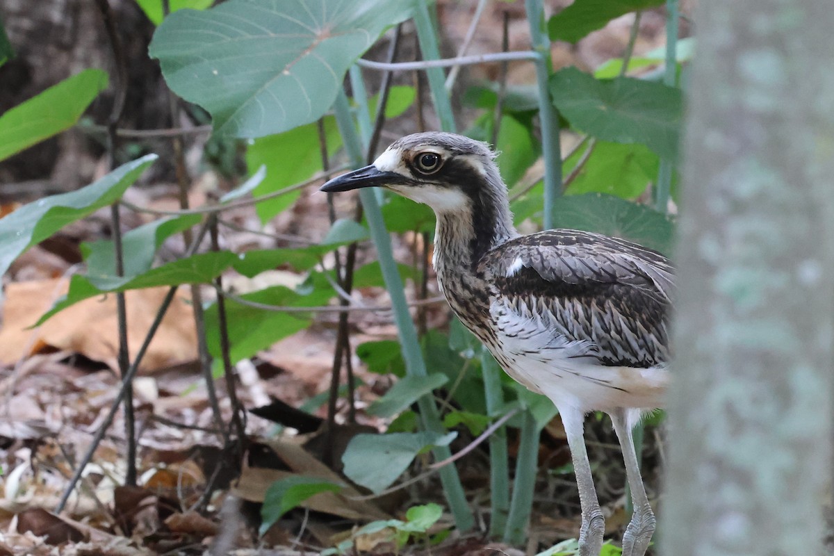 Bush Thick-knee - ML614593759