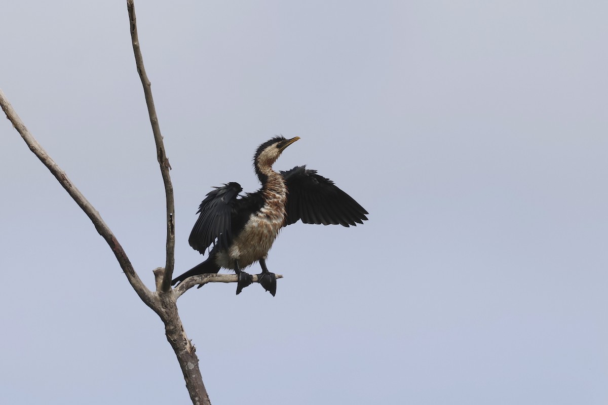 Little Pied Cormorant - Dennis Devers