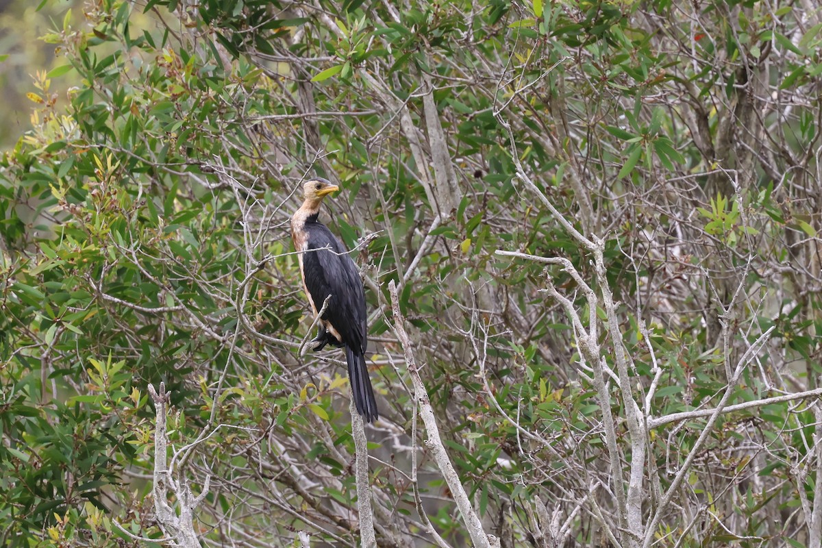 Little Pied Cormorant - ML614593798