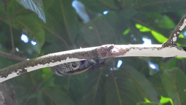 Speckled Piculet - ML614593813