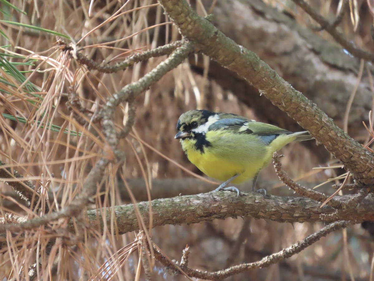 Yellow-bellied Tit - ML614593830