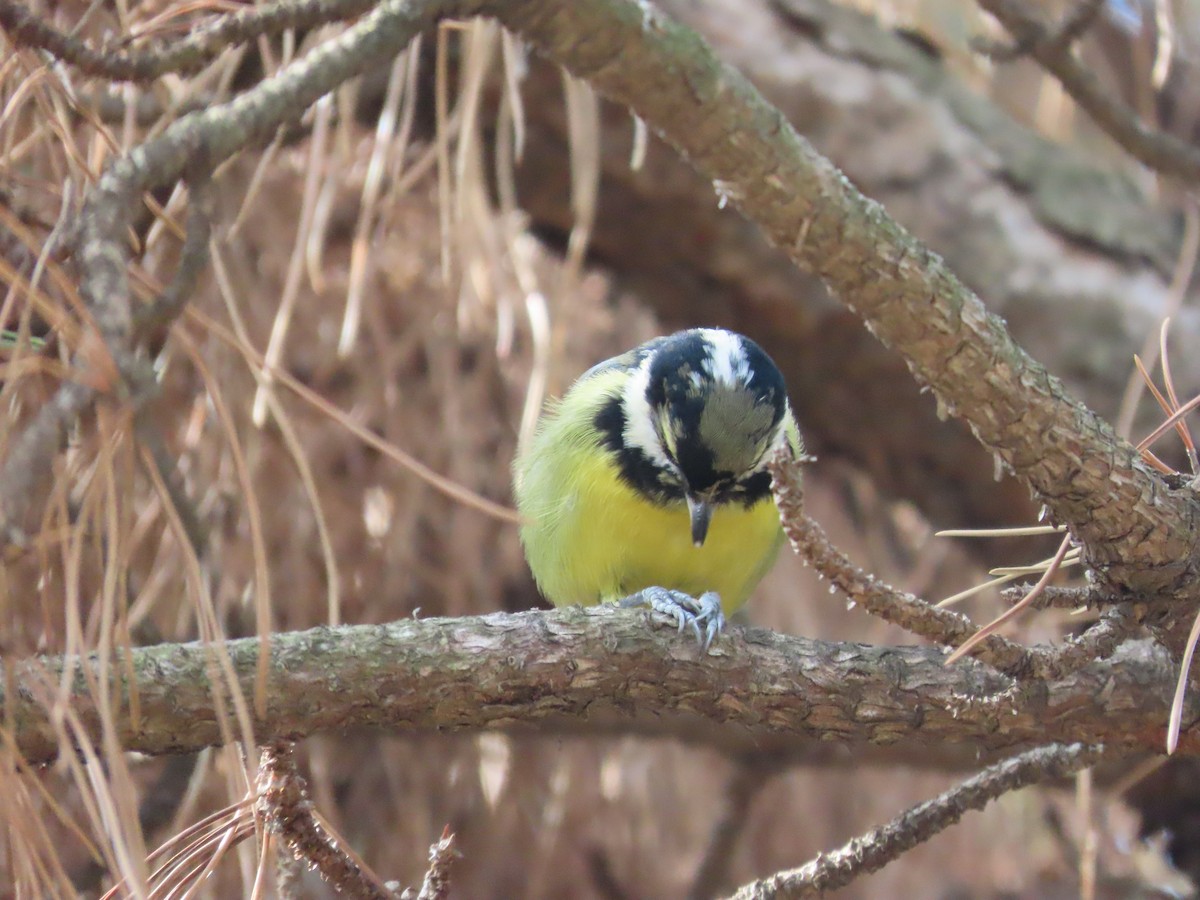 Yellow-bellied Tit - ML614593831