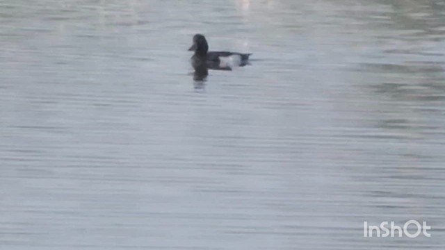 Tufted Duck - ML614593865