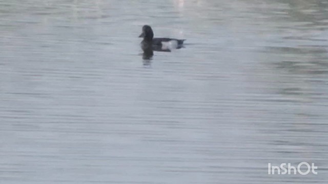 鳳頭潛鴨 - ML614593865