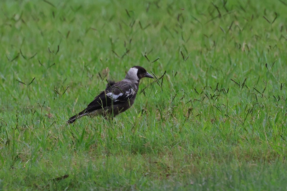 Australian Magpie - ML614593934