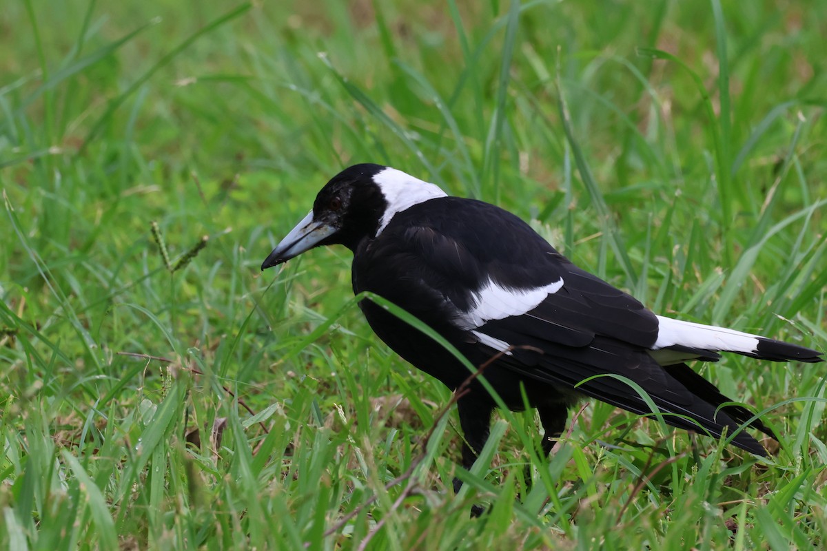 Australian Magpie - ML614593945