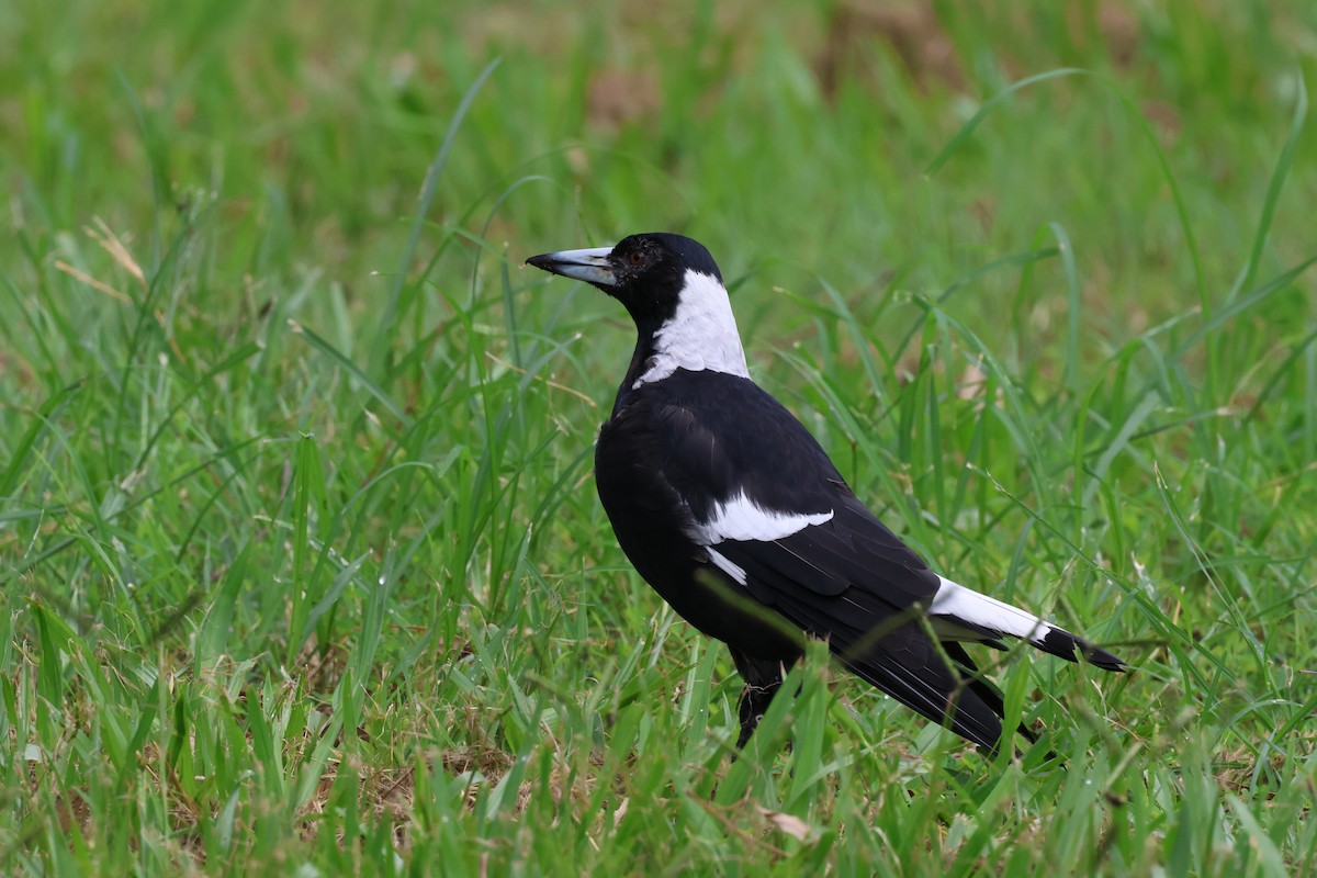 Australian Magpie - ML614593946