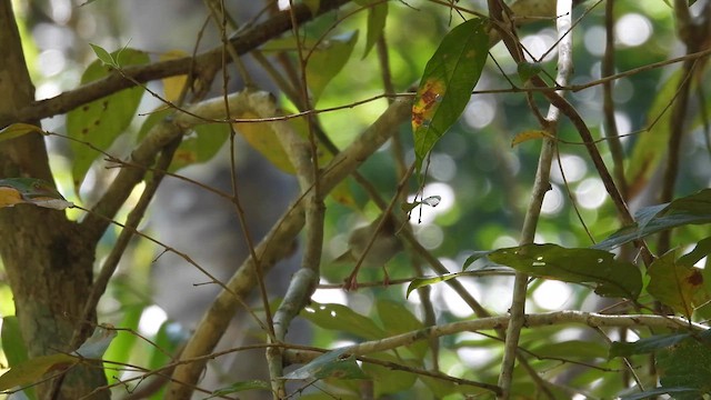 Yuhina Ventriblanca - ML614593952