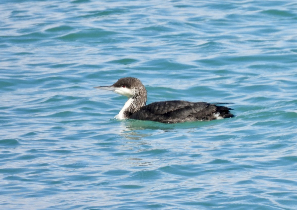 Pacific Loon - ML614593967