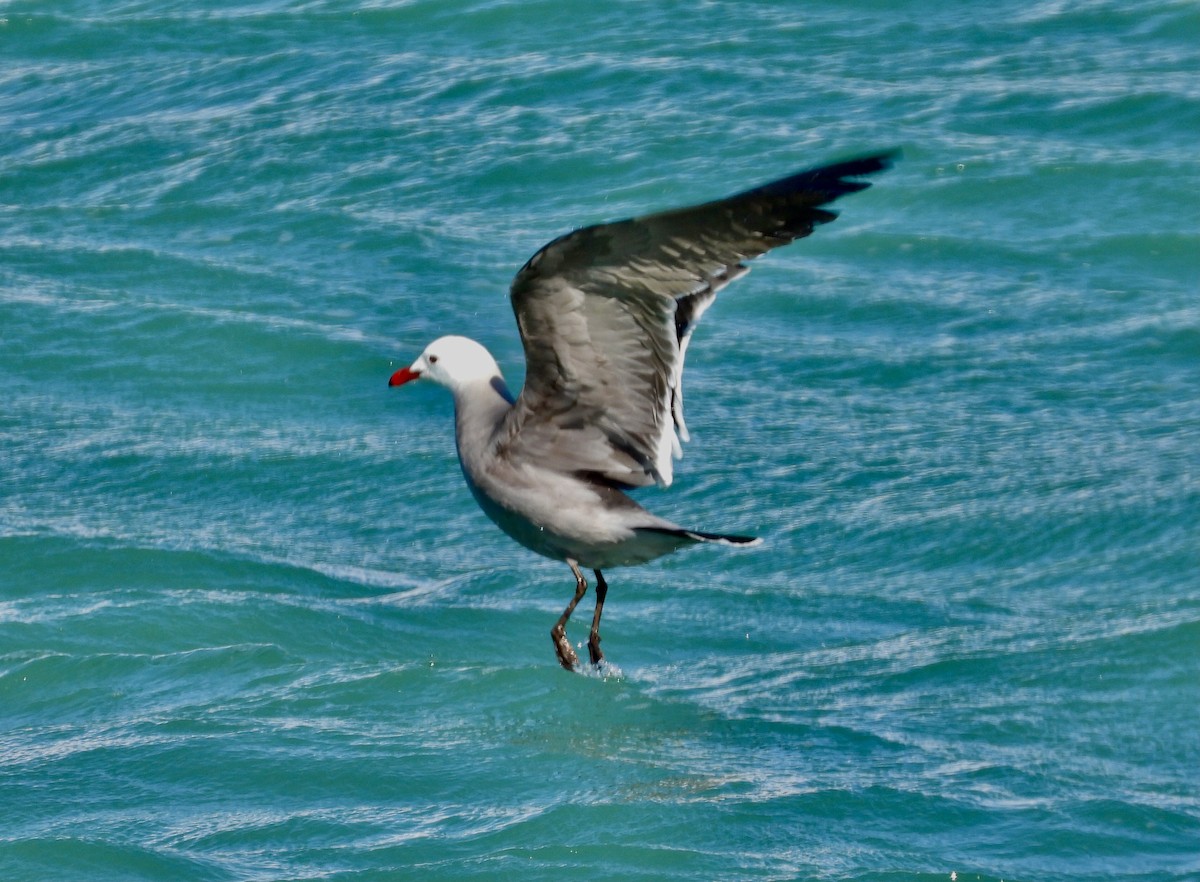 Heermann's Gull - ML614593974