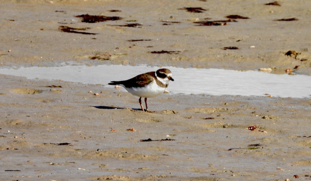 Semipalmated Plover - ML614593995