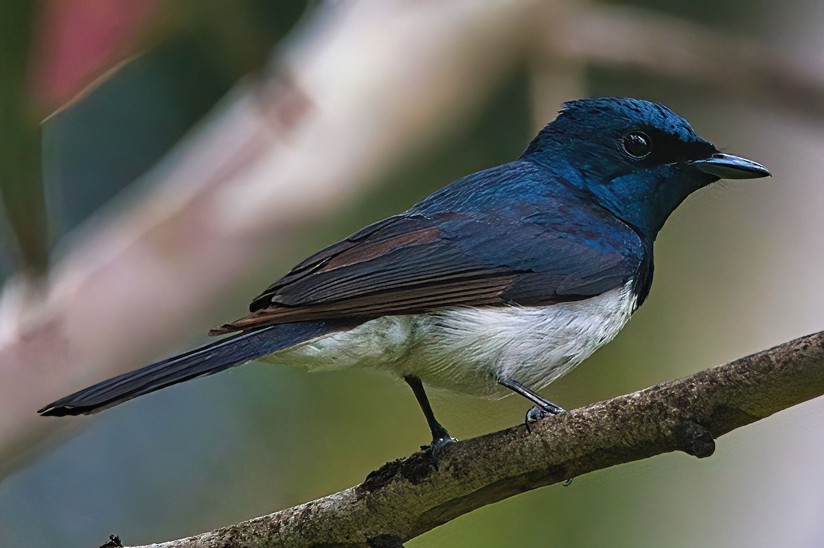 Satin Flycatcher - Alfons  Lawen