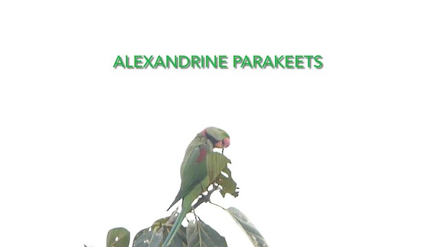 Александрийский попугай - ML614594054