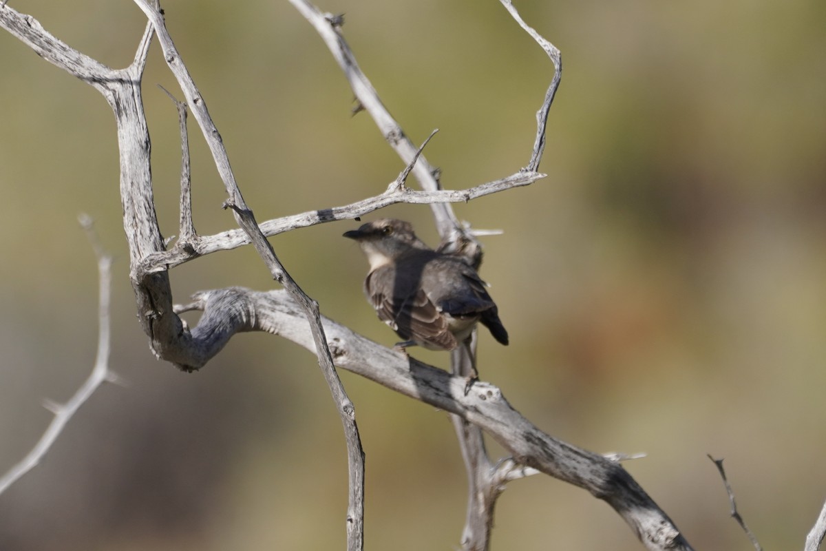 Northern Mockingbird - ML614594113