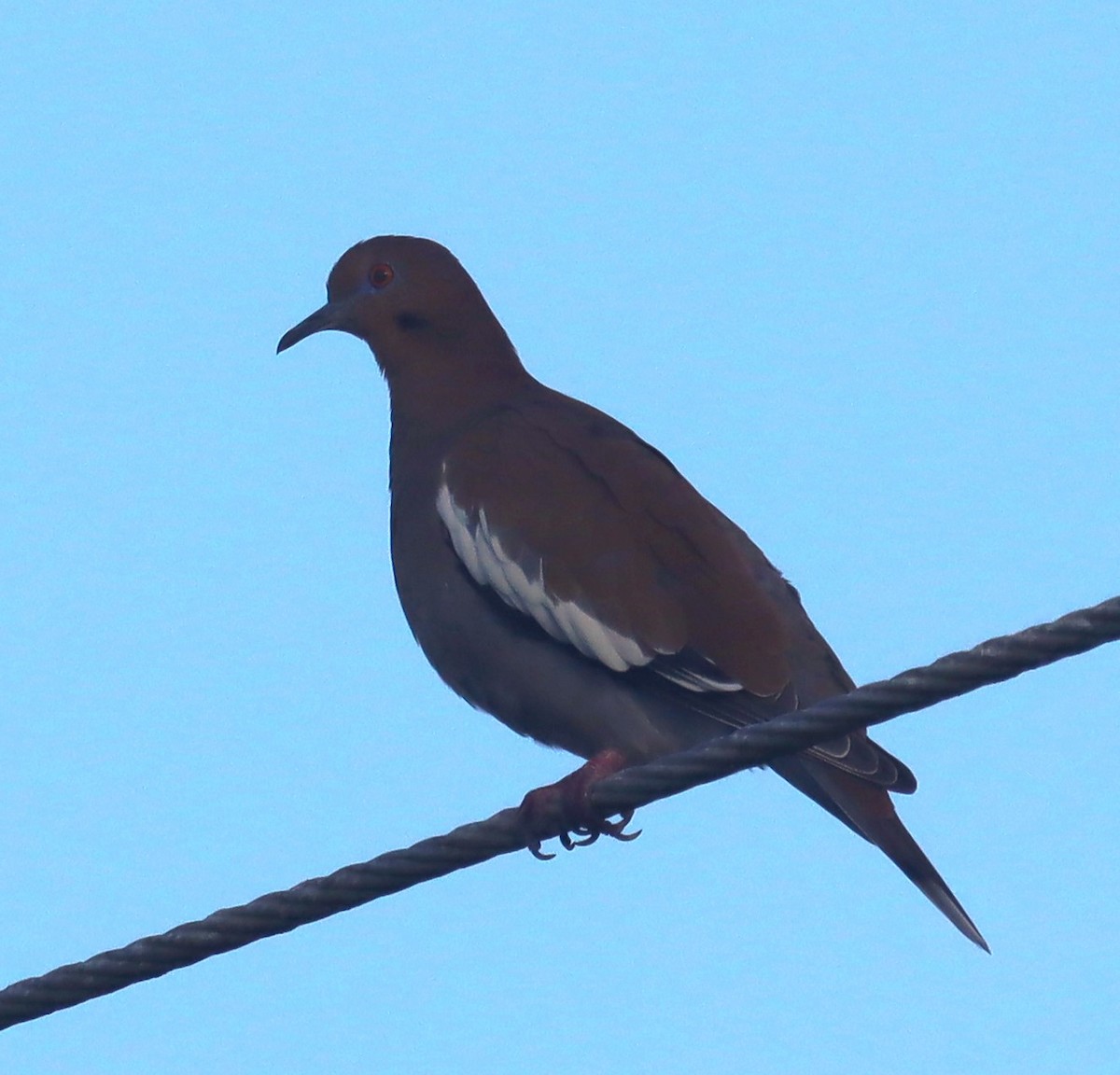 White-winged Dove - Shailaja Parthasarathy