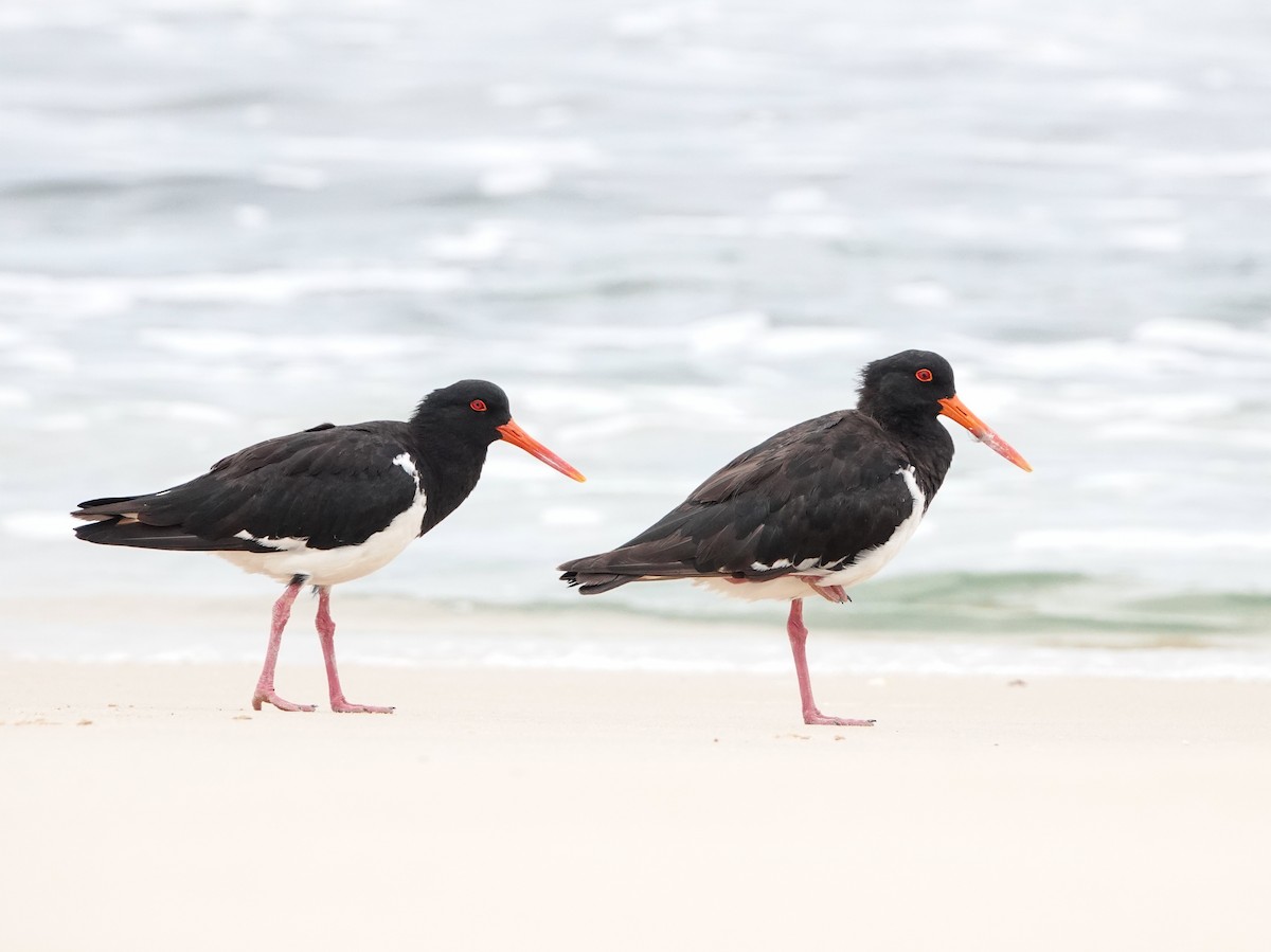 Pied Oystercatcher - ML614594193