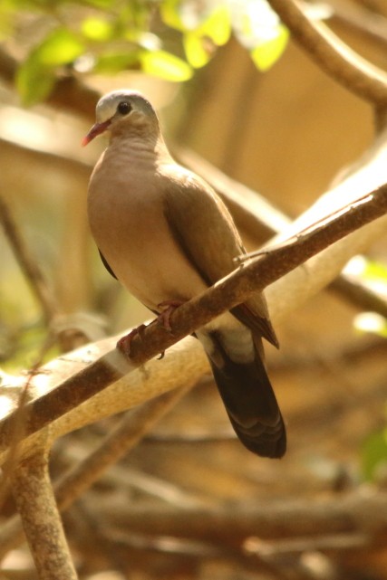 Blue-spotted Wood-Dove - ML614594199