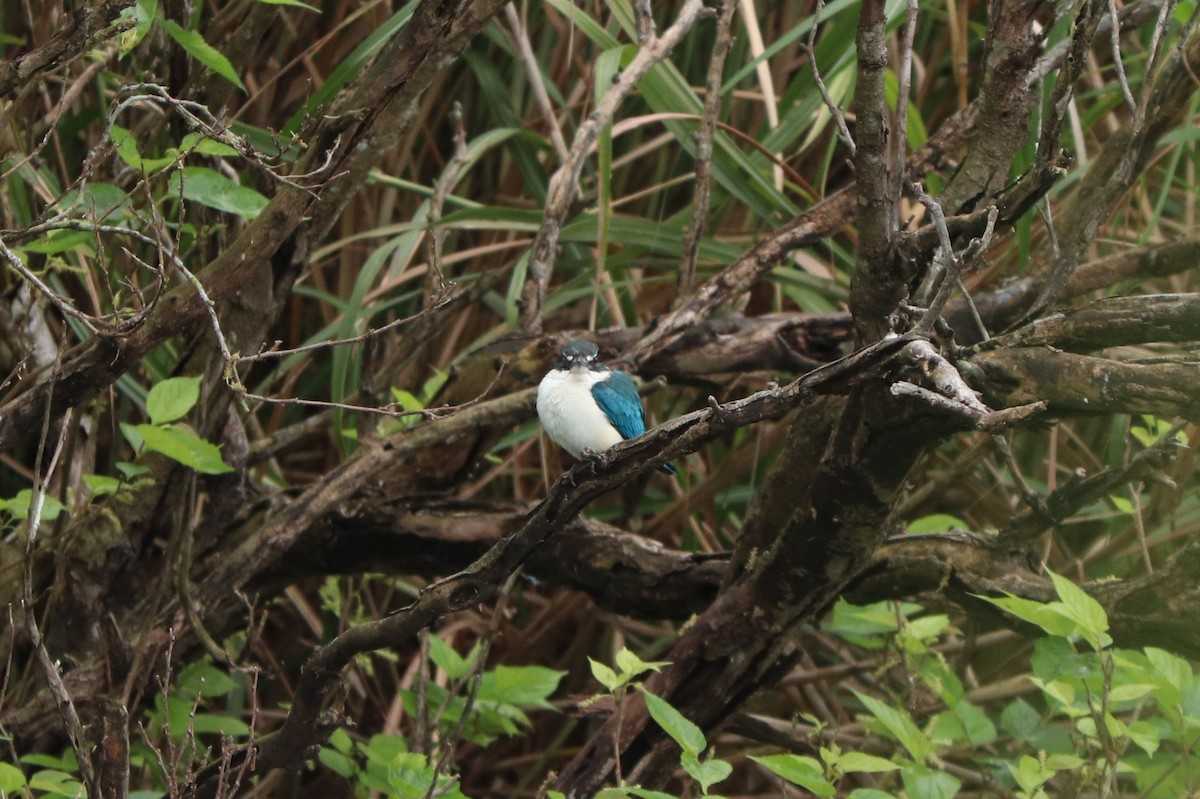 Collared Kingfisher - Ting-Yi (庭怡) Chang (張)